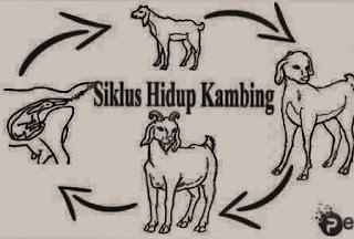 Penjelasan tentang gambar jenis siklus daur hidup kambing