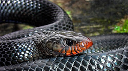 Loài rắn nào khiến những con rắn độc khác phải khiếp sợ?