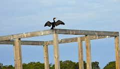 Is this guy happy or what?  Posing for my shot, no doubt,  Gotta love the cormorant!