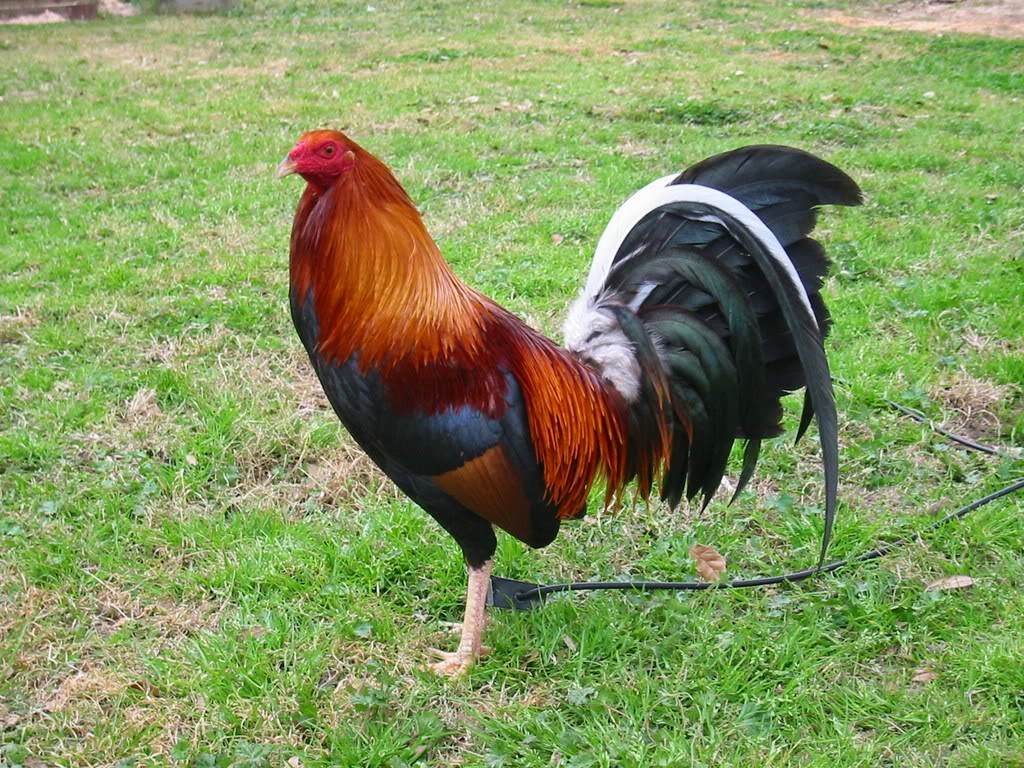 Gallos Sweater Puros