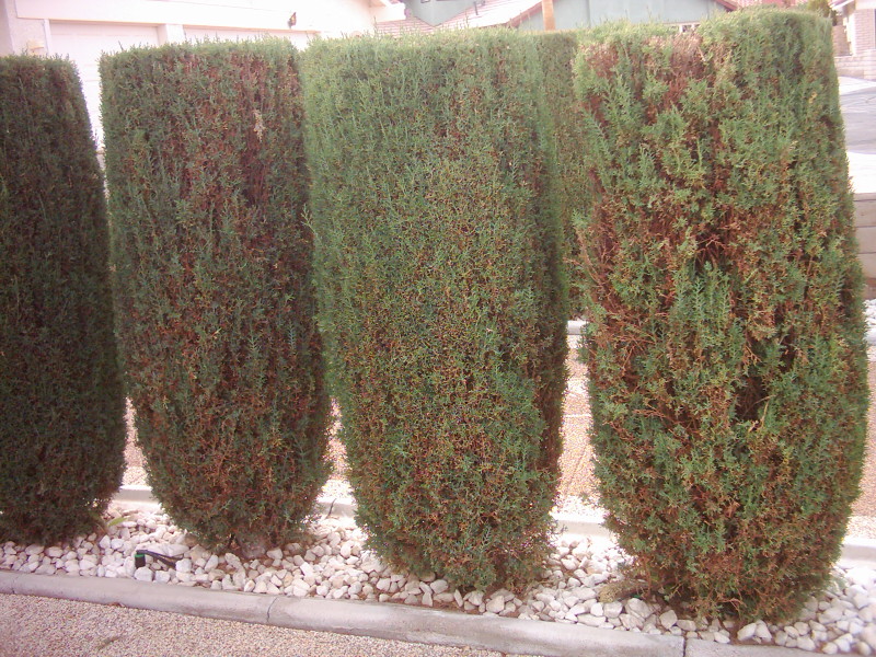 Xtremehorticulture of the Desert Italian Cypress Brown and What To Do
