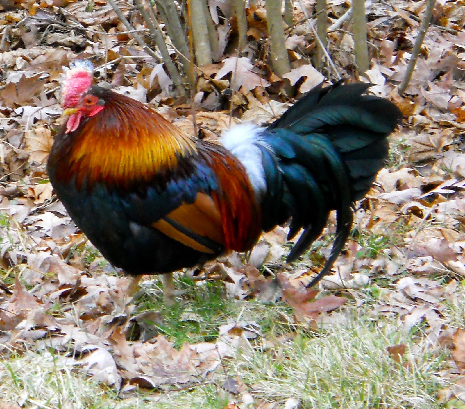 Crunchkin Rob E. Rooster