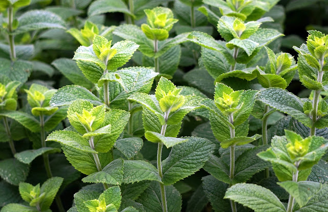 The Best Aromatic Plants for Your Summer Garden - mint