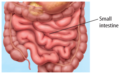 Digestion pdf-procedimiento-de-whipple-healthclips-online