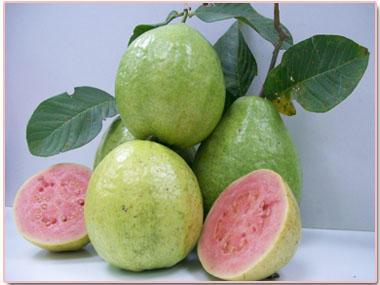 5 Red Guava  Benefits Herbal Medicine and Nutrition