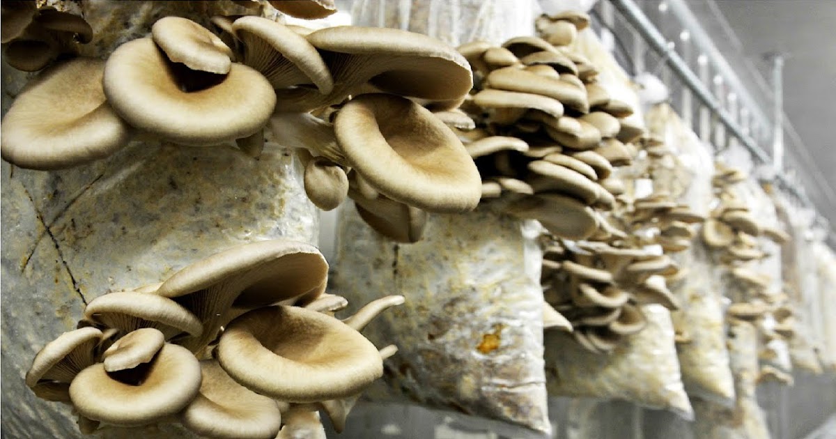 Mushroom cultivation training in Hyderabad Organic mushroom farming
