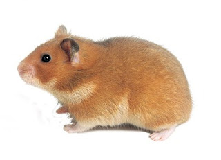 HamsterCoaster: Hamster yang Cocok untuk Pemula