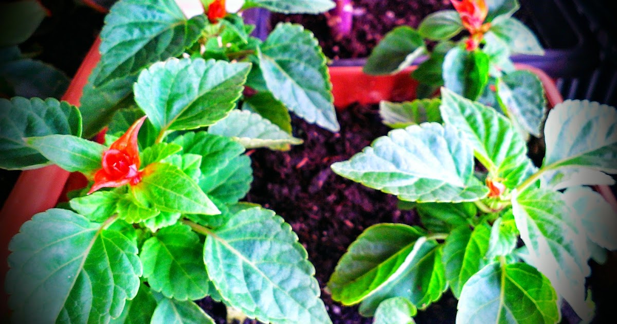ATEŞ ÇİÇEĞİ BAKIMI (Salvia splendens) Çiçek Bakımı, Çiçek Çeşitleri