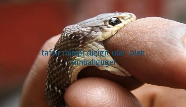 Arti Mimpi Digigit Ular Terlengkap Menurut Primbon Islam Kristen Dan Yahudi Arti Mimpi Digigit Ular Terlengkap Menurut Primbon Islam Kristen Dan Yahudi