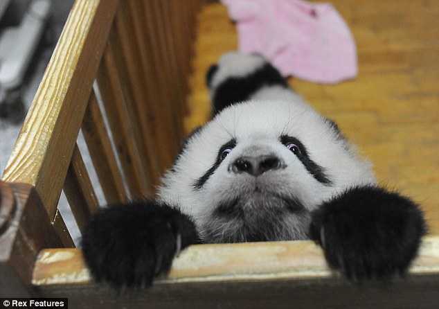 A baby panda tried to escape from her playpen, baby panda escape, cute baby panda