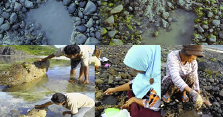 Aktivitas Manusia Ini Memiliki Pengaruh Besar Terhadap Turunnya Keanekaragaman Biota Rusaknya Ekologi Pada Zona Intertidal Jurnal Media Indonesia Aktivitas Manusia Ini Memiliki Pengaruh Besar Terhadap Turunnya Keanekaragaman Biota Rusaknya Ekologi Pada Zona Intertidal Jurnal Media Indonesia