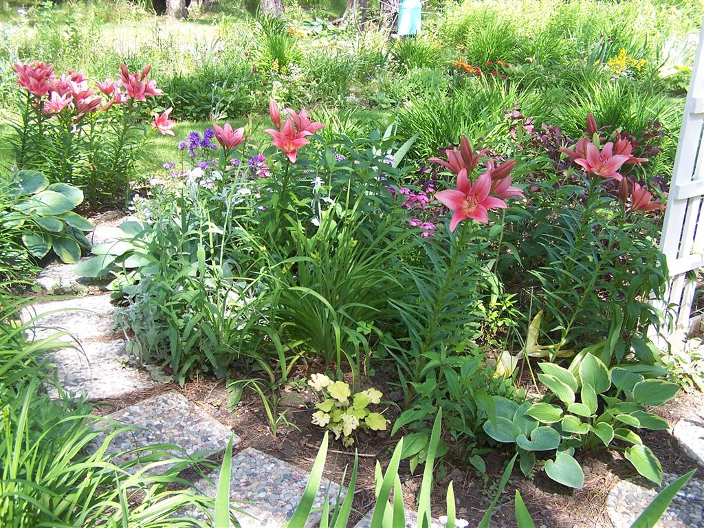 Perennial Passion These 'Manhattan' Asiatic Lilies are Wowing Me this