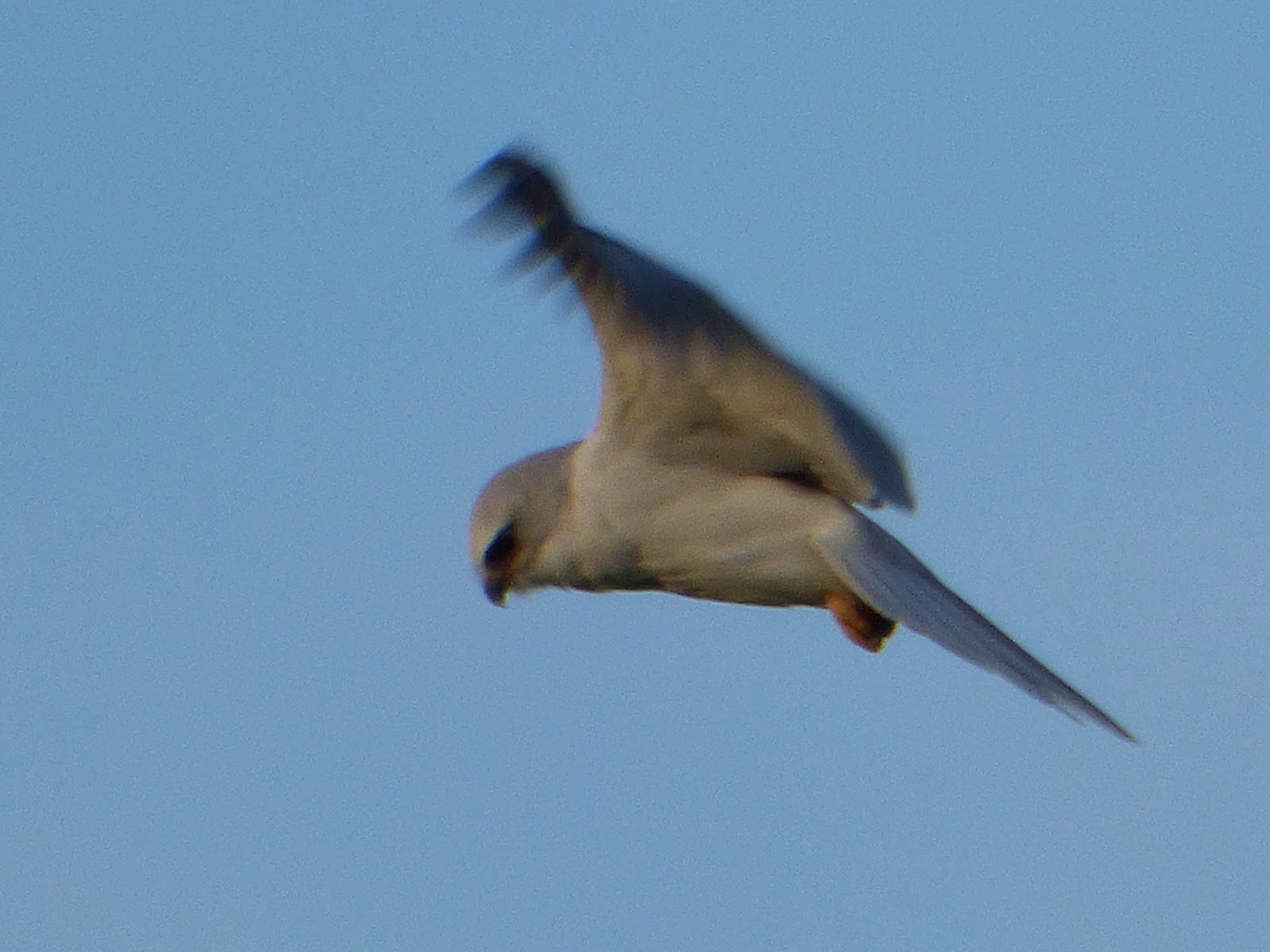 Geotripper's California Birds Whitetailed Kite on the Tuolumne River