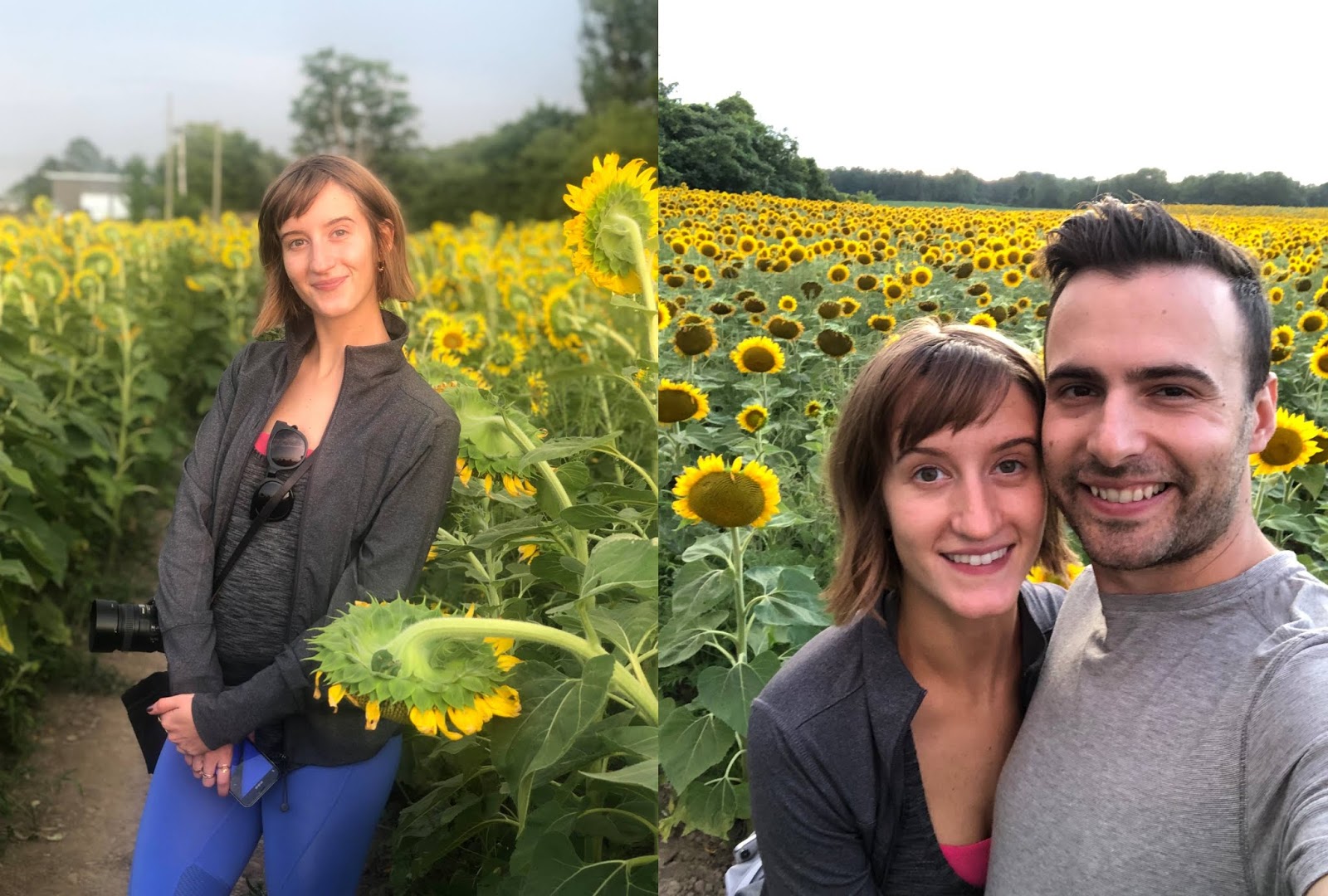 Sunflower Fields Prince Edward County