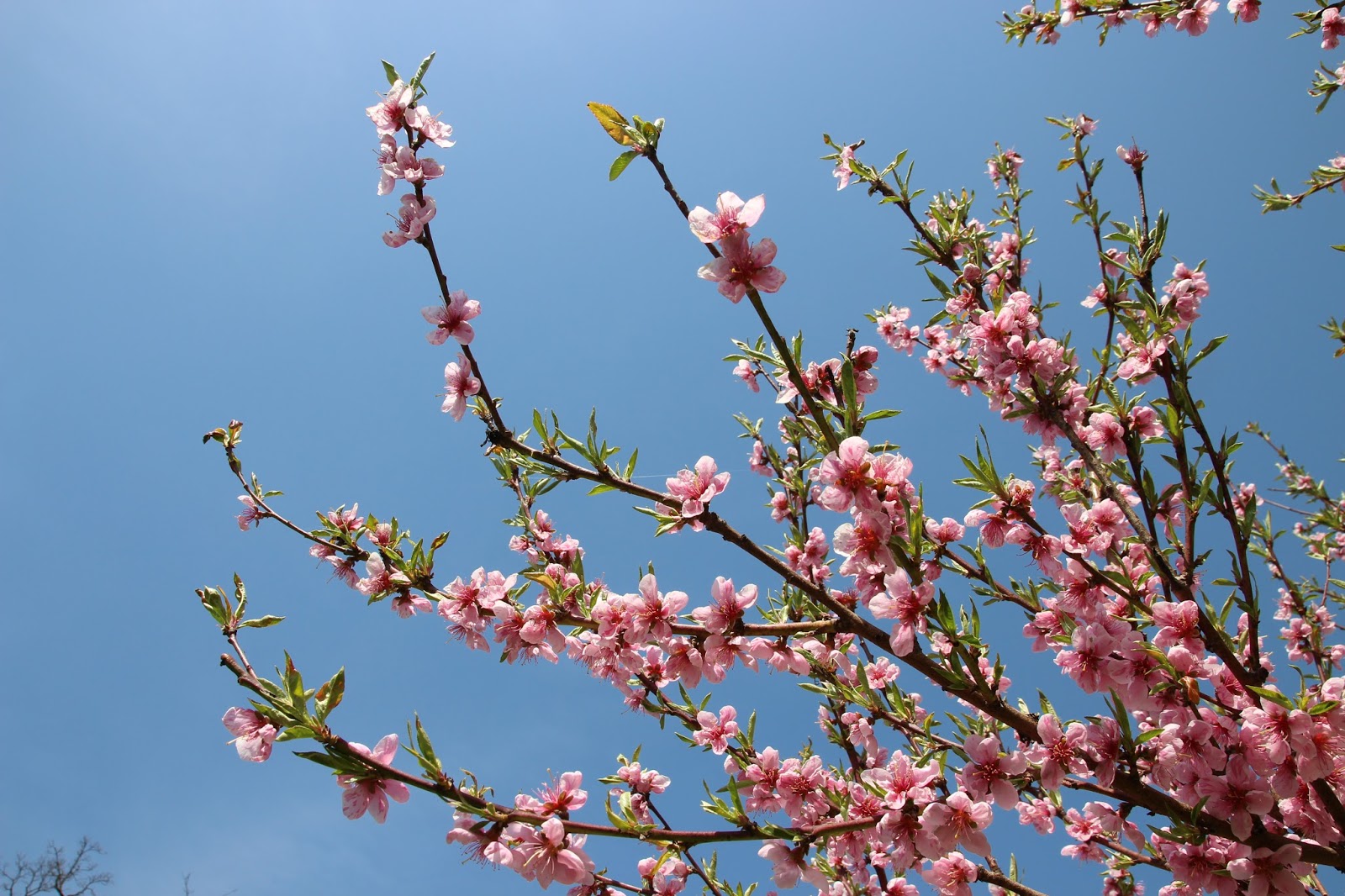 NanonArt Photography: Barackfa virágzás | The peach-tree blooming ...