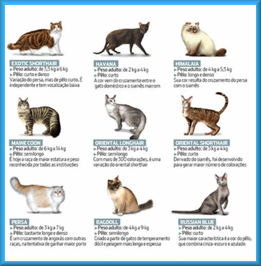 GatoMania Raças dos Gatos