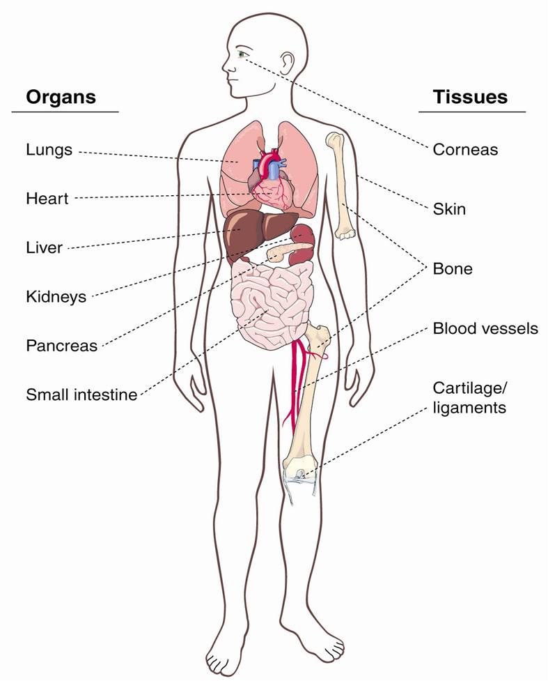 Human organs. Анатомия человека. Внутренние органы человека на английском. Внутренние органы тела на английском. Схема органов человека.