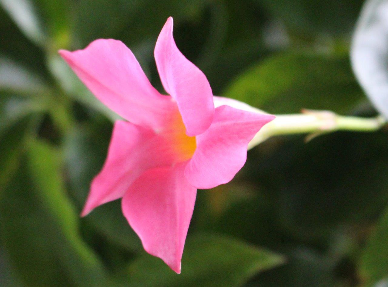 Sarah Lynn's Nature's Splendor Photos Dipladenia (and Cats)