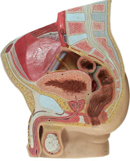 Órgano reproductor masculino