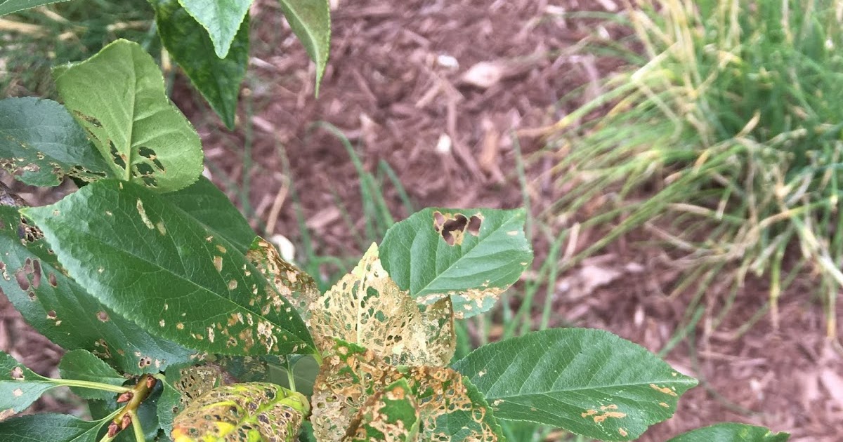 How to kill japanese beetles that are eating your plants!!