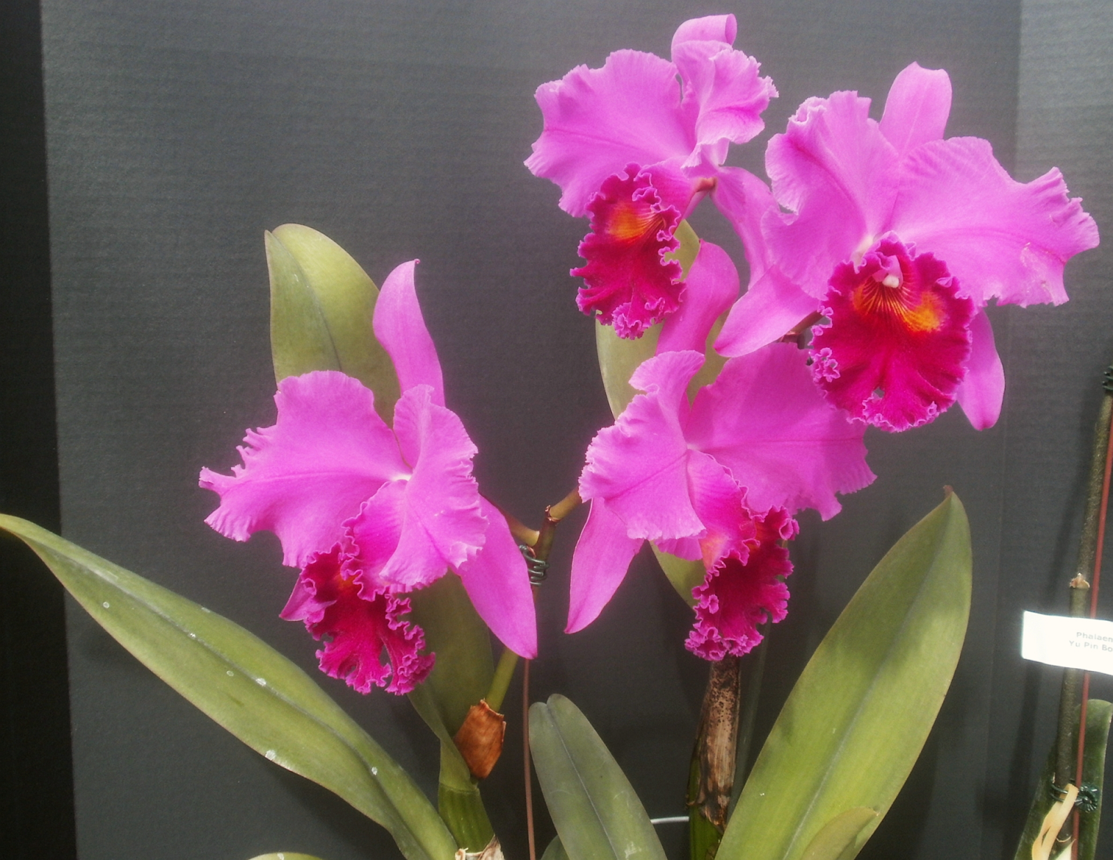 Plants are the Strangest People: 5/25/14 - 6/1/14