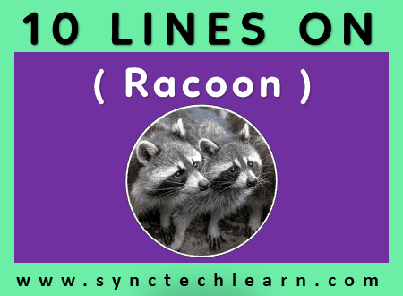 short essay on Racoon