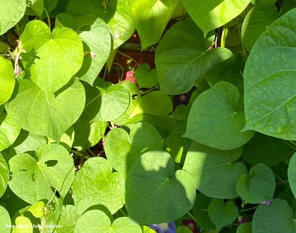 Morning Glory Hidden Trellis