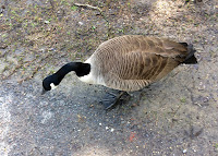 A Goose on the Loose