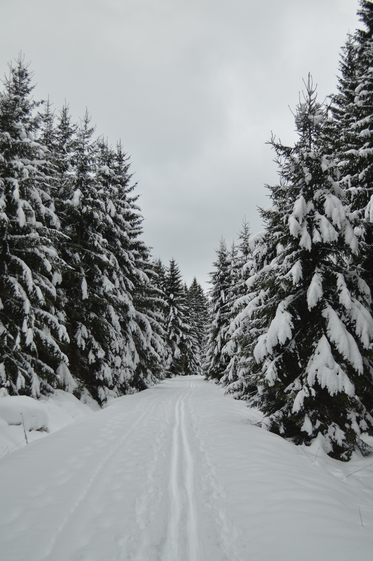 šumava v zimě, boehmerwald in winter, snowdrifts, travelogue, georgiana quaint, cross-country ski trip šumava, na běžky po šumavě