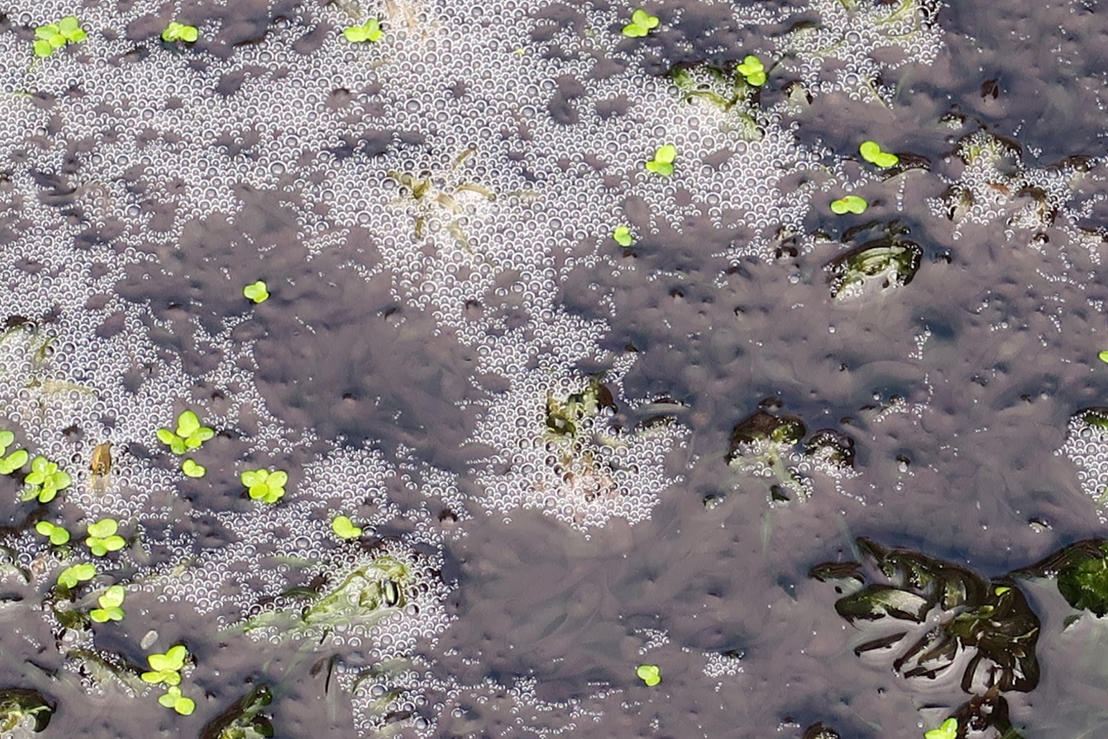 WinterborneWildlife. First Frogspawn