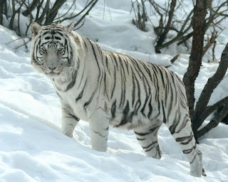 Tigre Blanco en la nieve