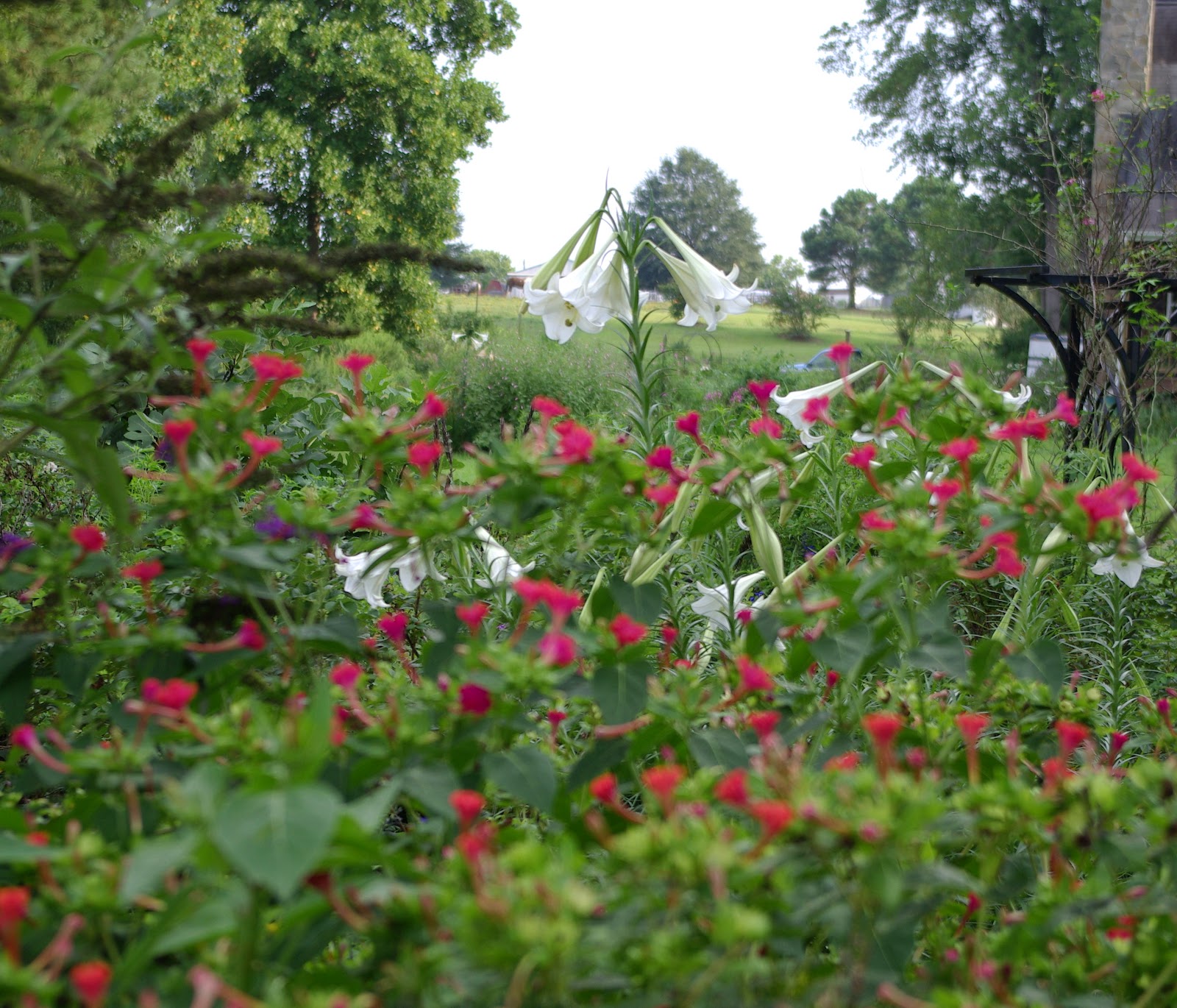 sweetbay Some August Beauties
