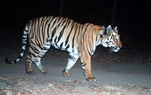 Harimau Sumatera Berkeliaran di Jalan Raya
