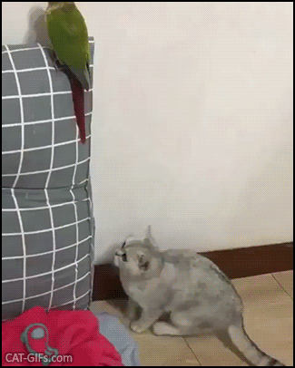 Funny Cat GIF • Sneaky kitty looking at parrot caught in the act. “Don't worry I was just inspecting the wall.” Funny Cat GIF • Sneaky kitty looking at parrot caught in the act. “Don't worry I was just inspecting the wall.”