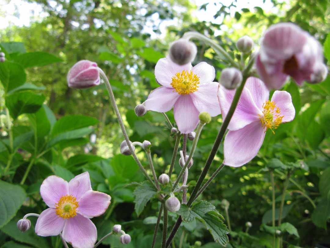 Victoria Gardens September Blooms Anemone Japonica