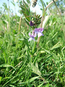 Common Vetch (Vicia sativa)