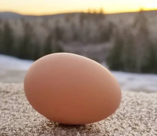 egg in snow