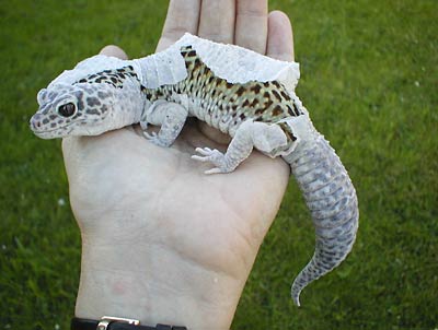 gecko mue shedding muda piel reptiles muer peau squamates reptil hann itu