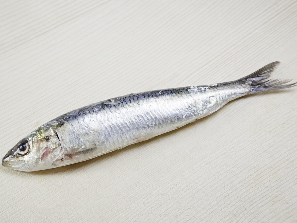 Protein in Sardines Fish and Other Considerations Frozen Sardine Fish