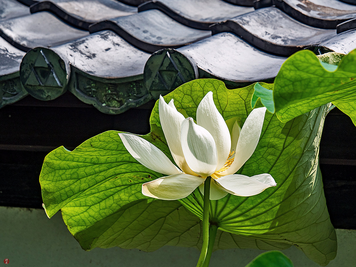 FROM THE GARDEN OF ZEN Sacred lotus flower Kenchoji