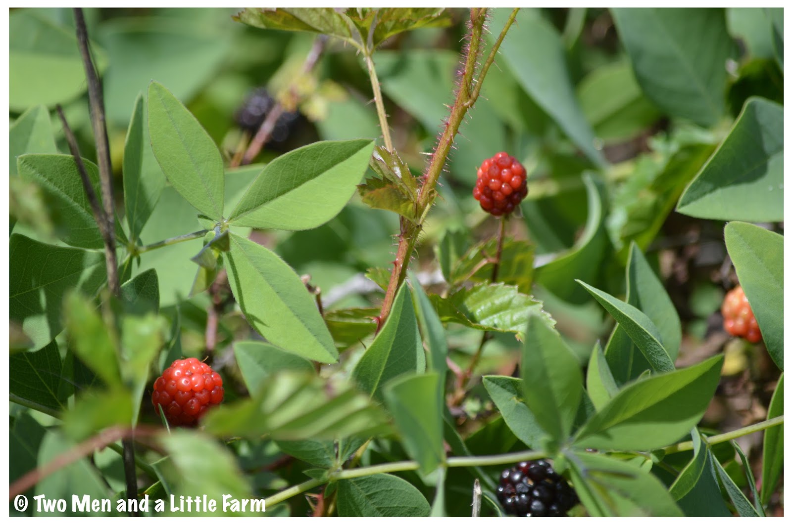Two Men and a Little Farm DEWBERRY SEASON 2017