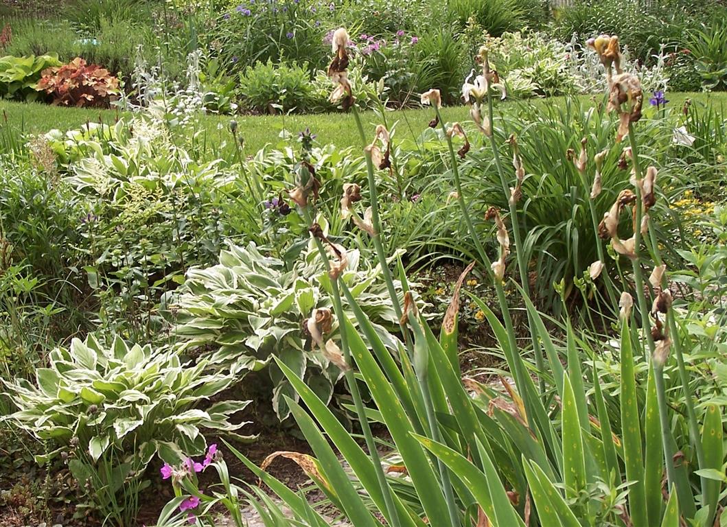 Perennial Passion A bit of Garden Work and a new Summer Coffee Table