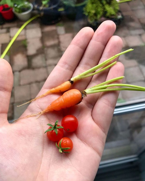 Smallest Vegetables and Fruits People Show Their Tiny Harvests