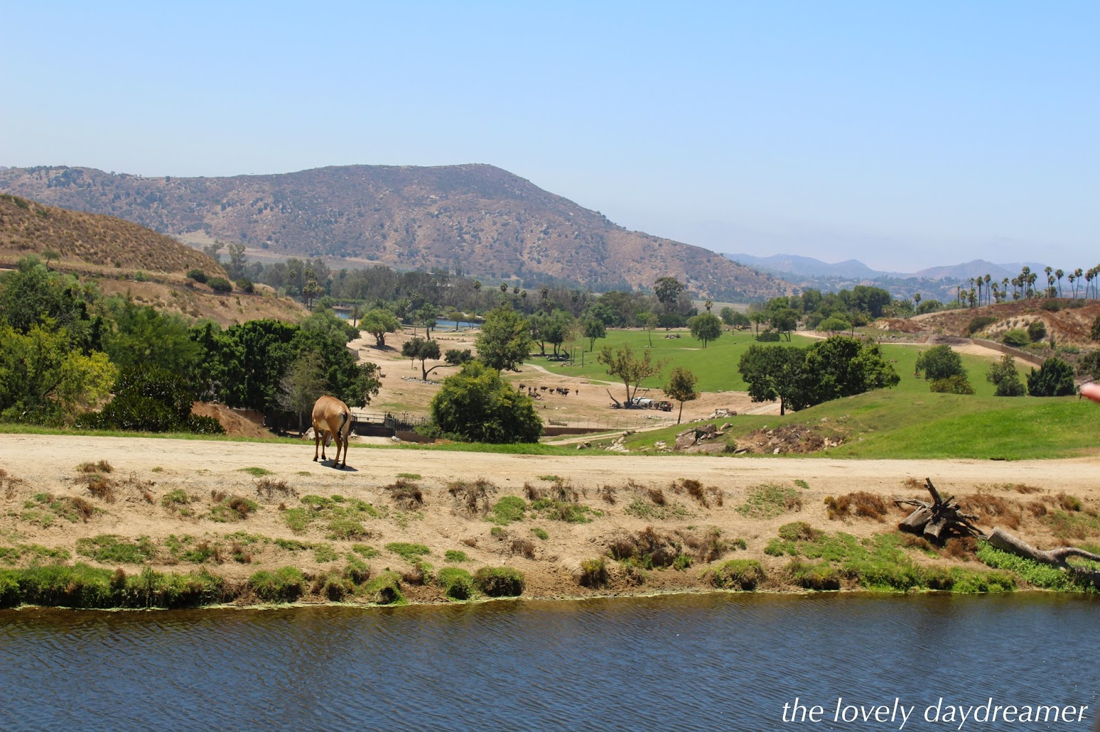 Safari Explorin' | San Diego Safari Park