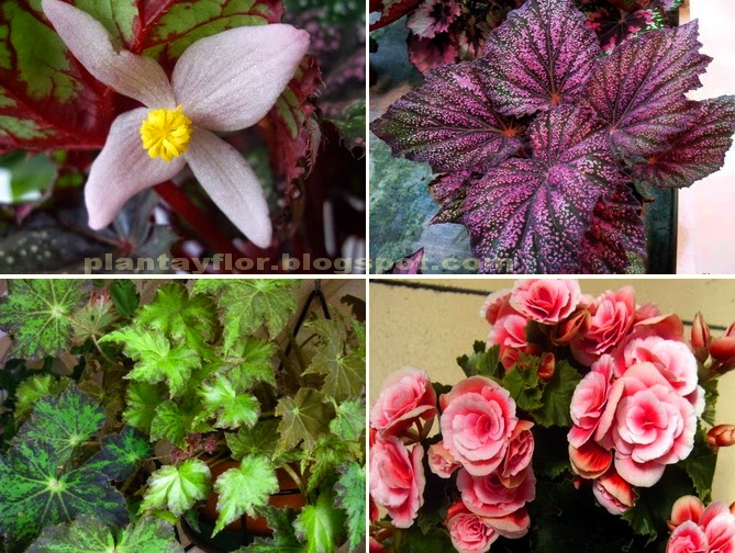 Plantas y flores: Cuidados de las Begonias