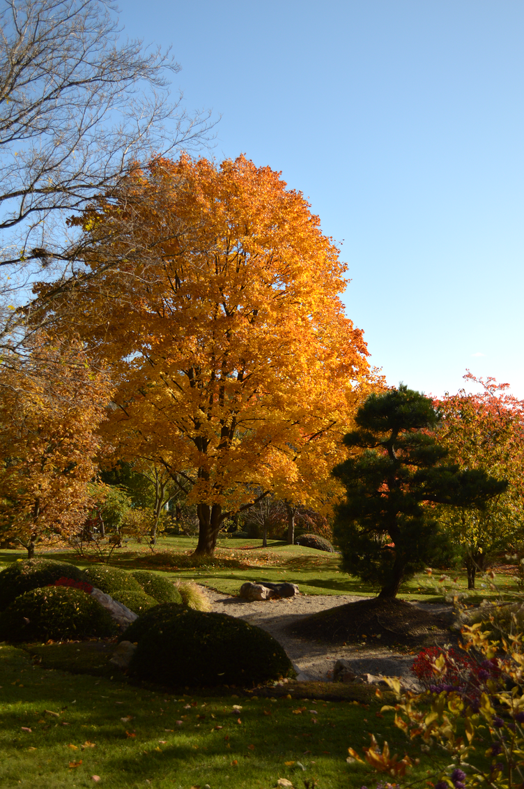 botanical garden troja praha, halloween pumpkin patch, georgiana quaint