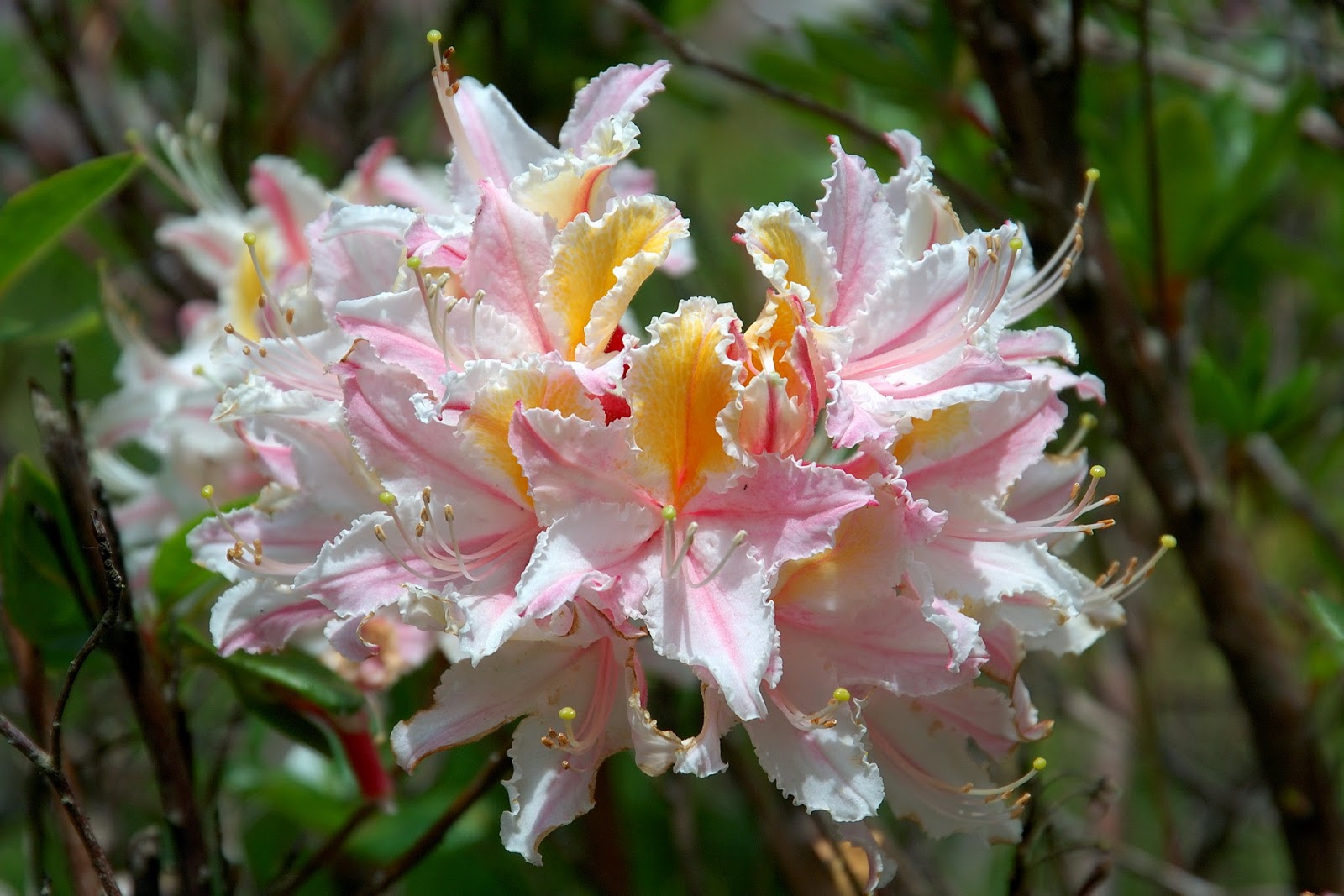 Wonderful Wallpapers: Azalea Flowers HD Wallpapers