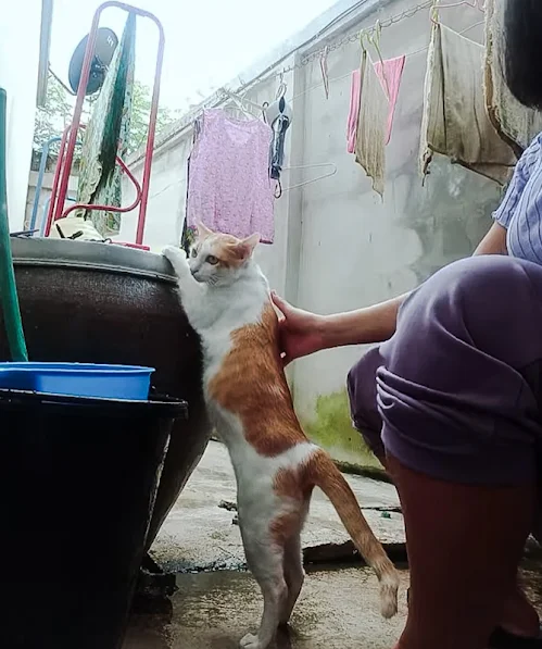 Cat in Asia is shampooed standing up on two legs