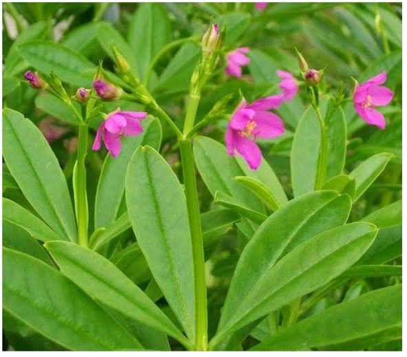 Philippine SPINACH A Beautiful Edible WEED You Might Not Know About