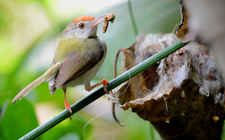 Tailor bird with catch by Vishwajeet Naik